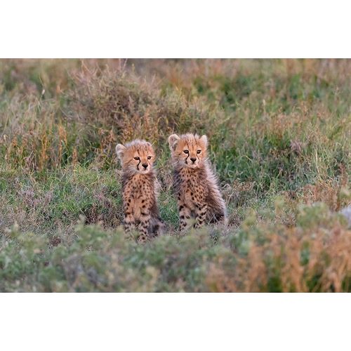 Africa-Tanzania-Serengeti National Park Baby cheetahs close-up